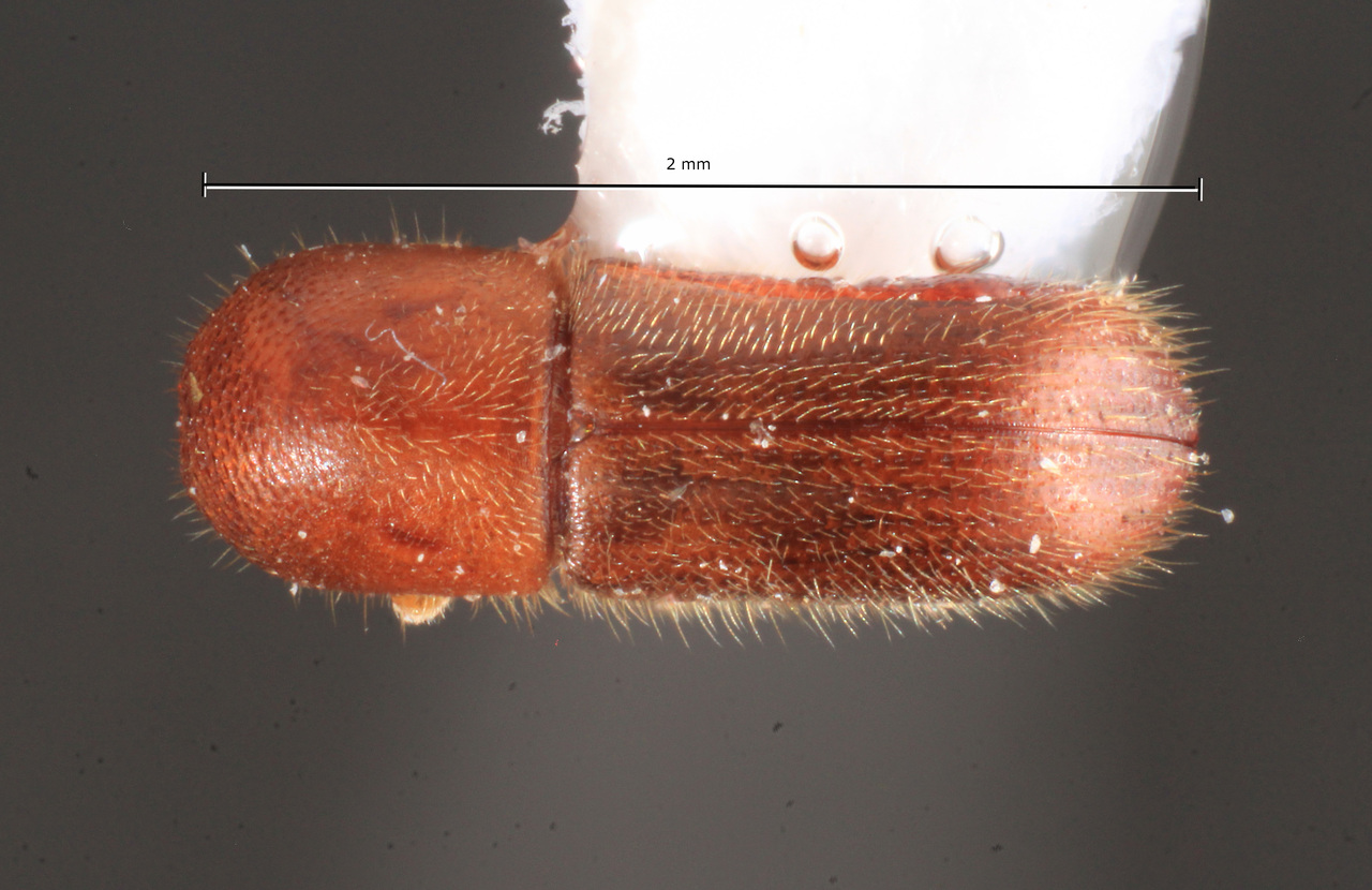 Genus / Species: Cyclorhipidion bodoanum | Image Author: TH Atkinson | Location: United States, Texas, LaRue | Collection: University of Texas Insect Collection
