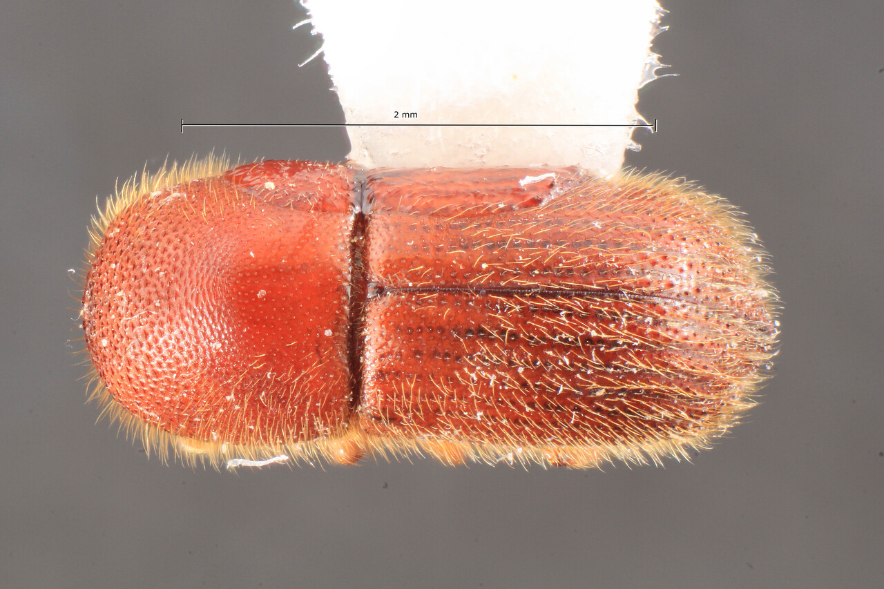 Genus / Species: Dryocoetoides tuberculatus | Image Author: TH Atkinson | Location: México, Veracruz, Lázaro Cárdenas | Image Type: paratype | Collection: University of Texas Insect Collection