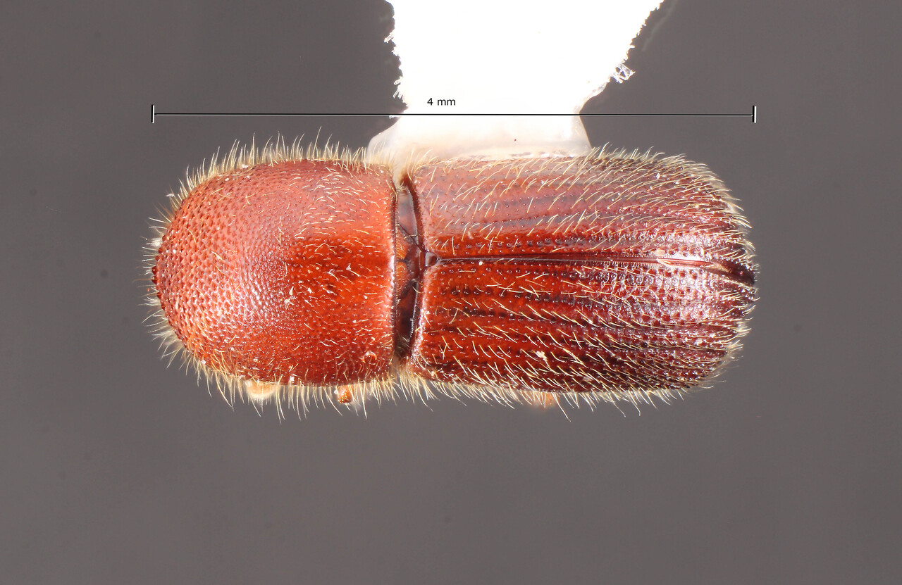 Genus / Species: Dryocoetoides alter | Image Author: TH Atkinson | Location: Brazil, Paraná, Monte Alegre | Collection: University of Texas Insect Collection