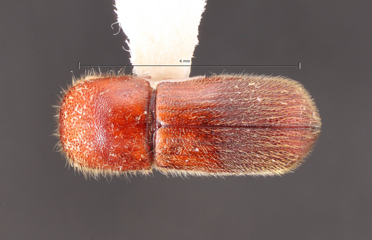 Genus / Species: Dryocoetoides asperulus | Image Author: TH Atkinson | Location: Brazil, Espirito Santo, Aracruz | Collection: Faculdade de Engenharia
