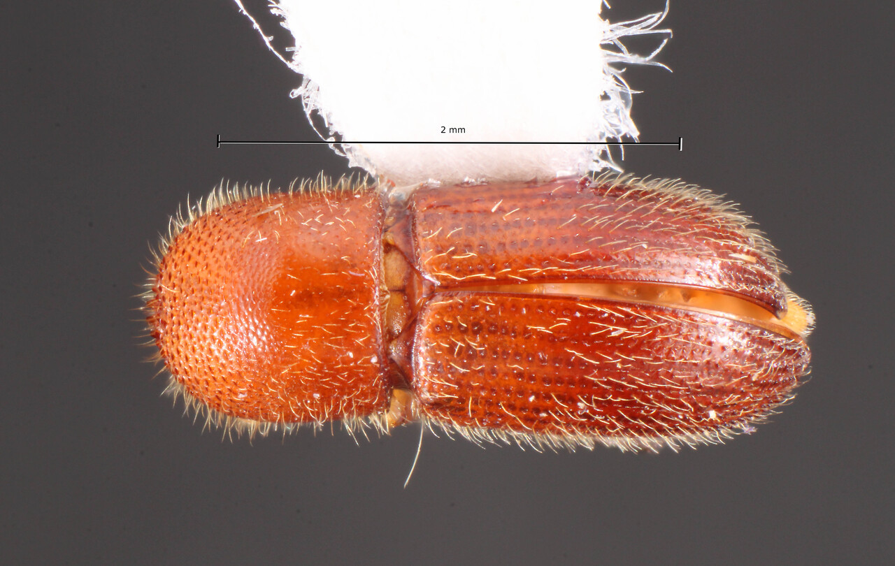 Genus / Species: Dryocoetoides flavus | Image Author: TH Atkinson | Location: Brazil, Rôndonia, Ouro Preto do Oeste | Collection: University of Texas Insect Collection