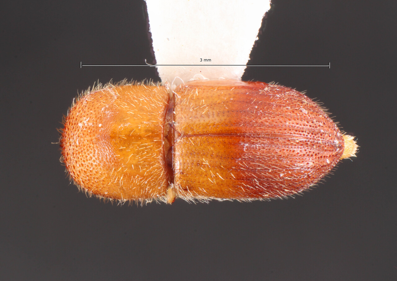 Genus / Species: Dryocoetoides granulicauda | Image Author: TH Atkinson | Location: Brazil, Mato Grosso, Cotriguaçu | Collection: Faculdade de Engenharia