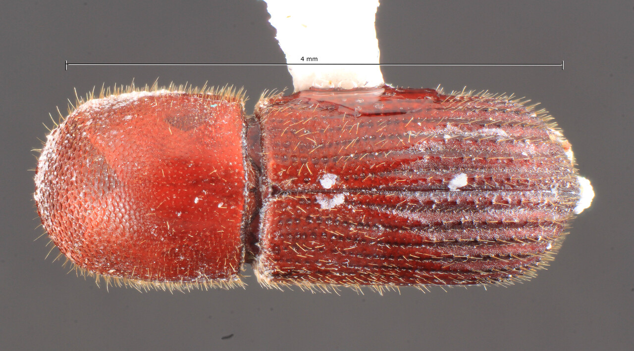 Genus / Species: Dryocoetoides insculptus | Image Author: TH Atkinson | Location: Panamá, San Blas, Nusagandi | Collection: California State Collection of Arthropods