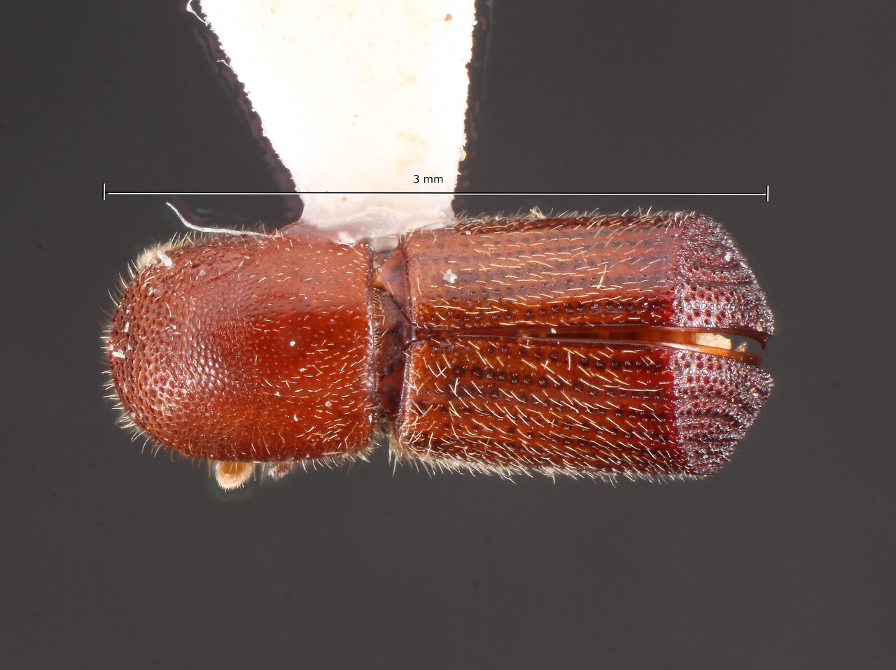 Genus / Species: Dryocoetoides obtusitruncatus | Image Author: TH Atkinson | Location: Brazil, Santa Catarina, Porto União | Collection: Faculdade de Engenharia