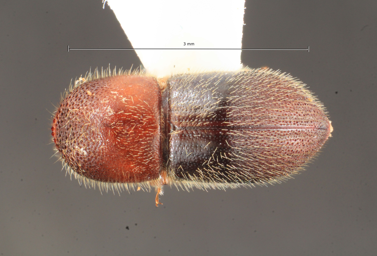 Genus / Species: Dryocoetoides pileatus | Image Author: TH Atkinson | Location: Fr. Guiana, Cayenne, Reserve Tresor | Collection: British Museum (Natural History)