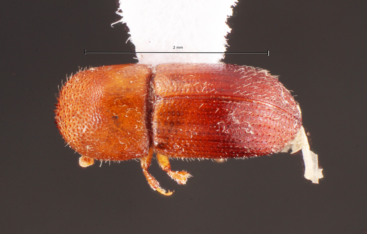 Genus / Species: Dryocoetoides pseudosolitarius | Location: Brazil, Maranhão, Pedrinhas, Isla São Luís | Collection: Faculdade de Engenharia