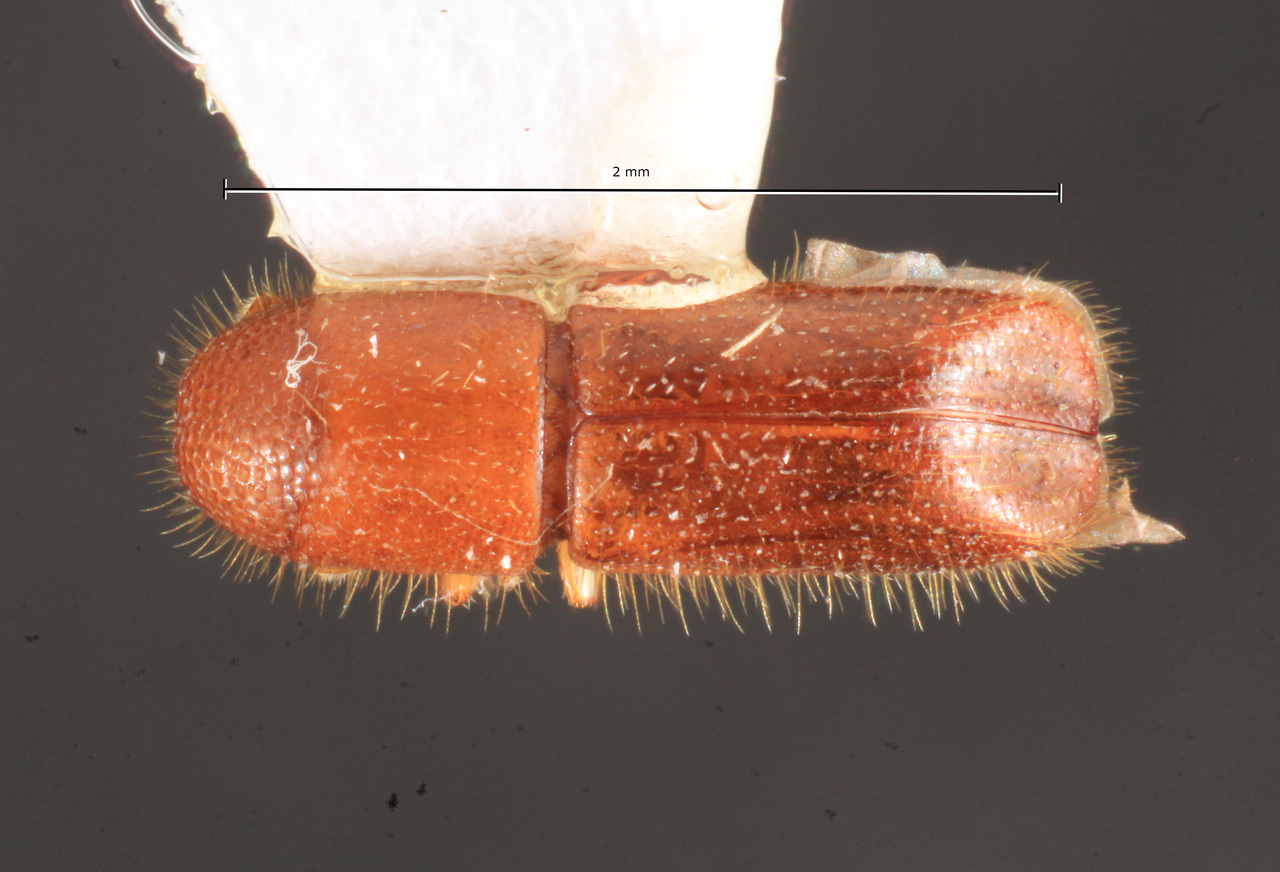 Genus / Species: Dryoxylon onoharaense | Image Author: TH Atkinson | Location: United States, Maryland, Annapolis | Collection: University of Texas Insect Collection