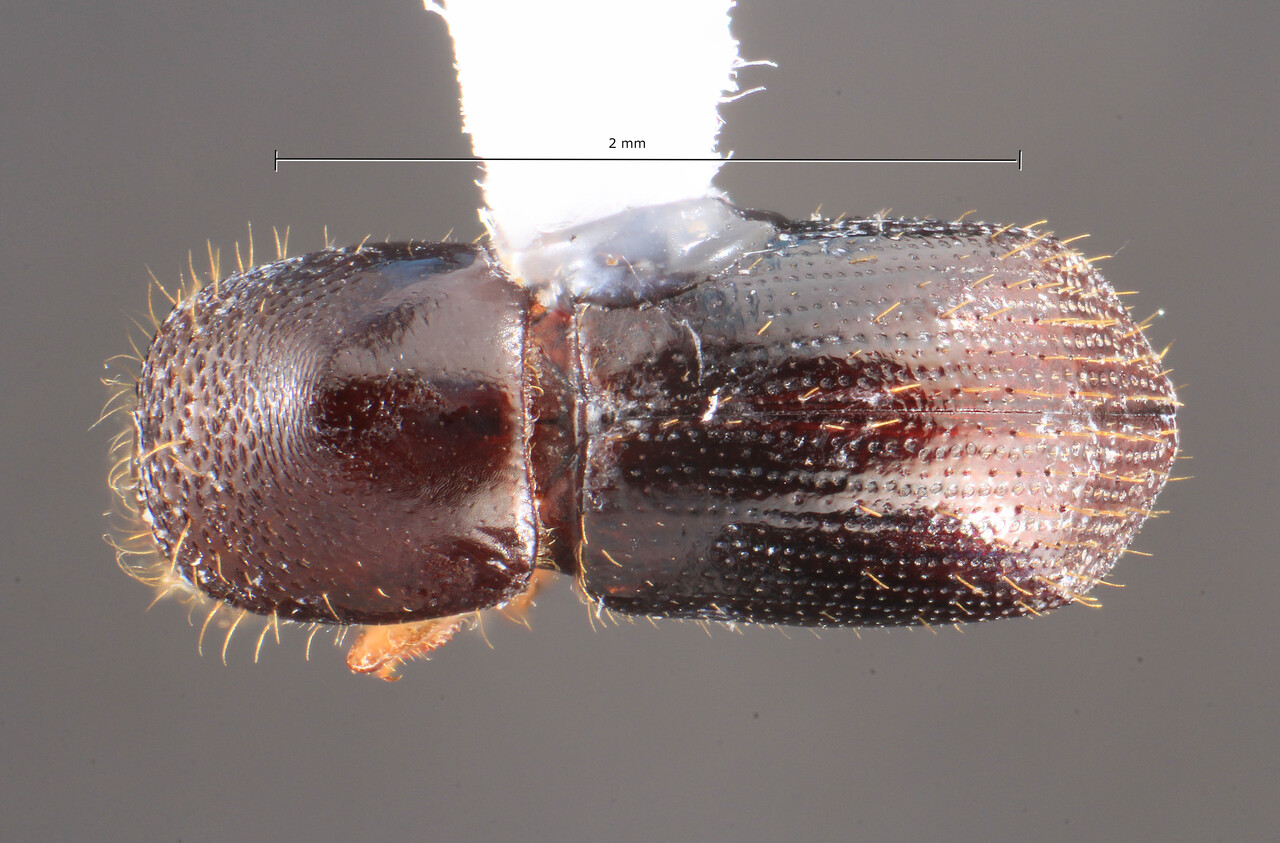Genus / Species: Euwallacea discretus | Image Author: TH Atkinson | Location: México, Veracruz, Vereda Linneo | Collection: University of Texas Insect Collection