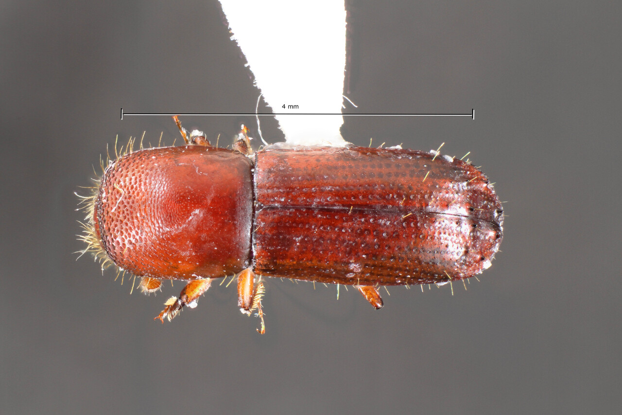 Genus / Species: Euwallacea elevatus | Image Author: TH Atkinson | Location: Puerto Rico, Sabana, Luquillo | Collection: University of Texas Insect Collection