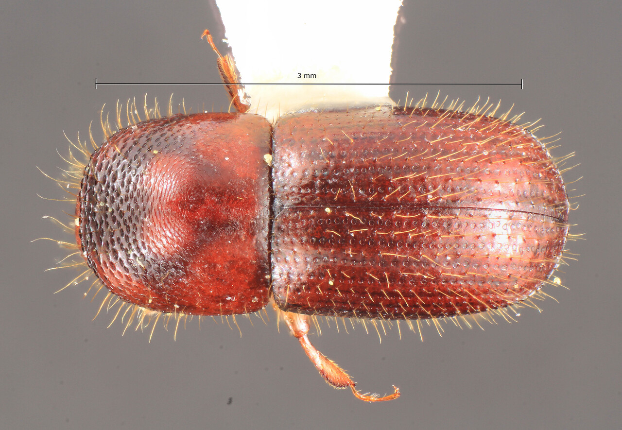 Genus / Species: Euwallacea interjectus | Image Author: TH Atkinson | Location: United States, Georgia, Athens | Collection: University of Texas Insect Collection