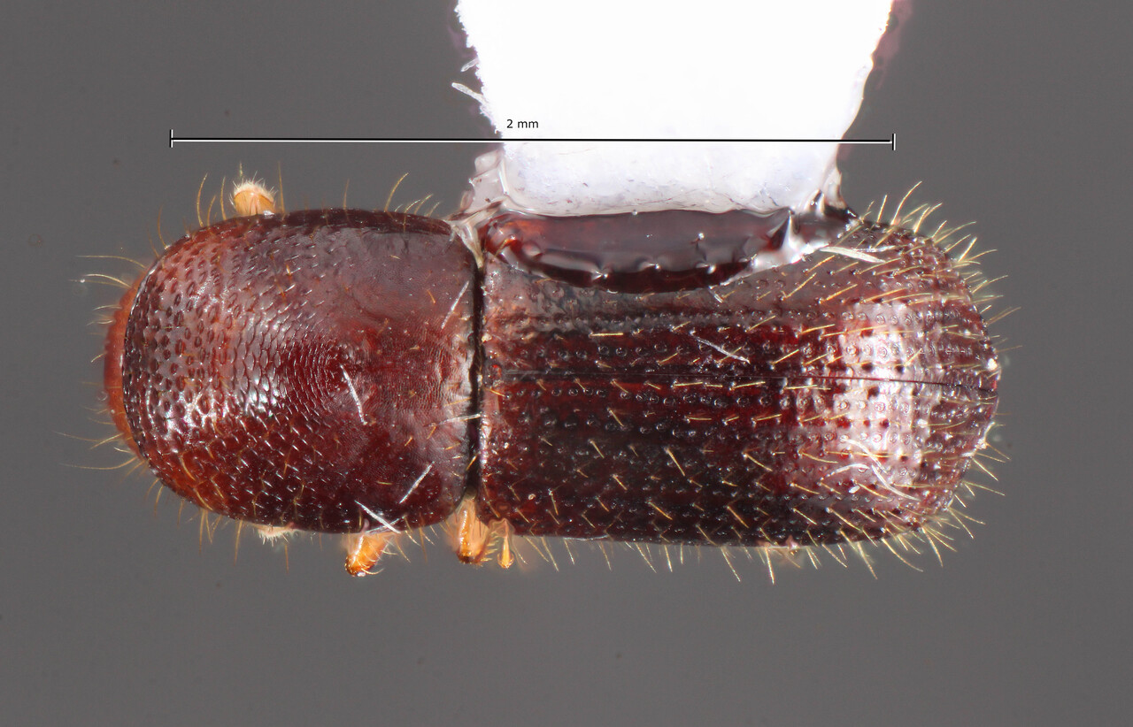 Genus / Species: Euwallacea posticus | Image Author: TH Atkinson | Location: Argentina, Tucumán, Sauce Huacho | Collection: University of Texas Insect Collection