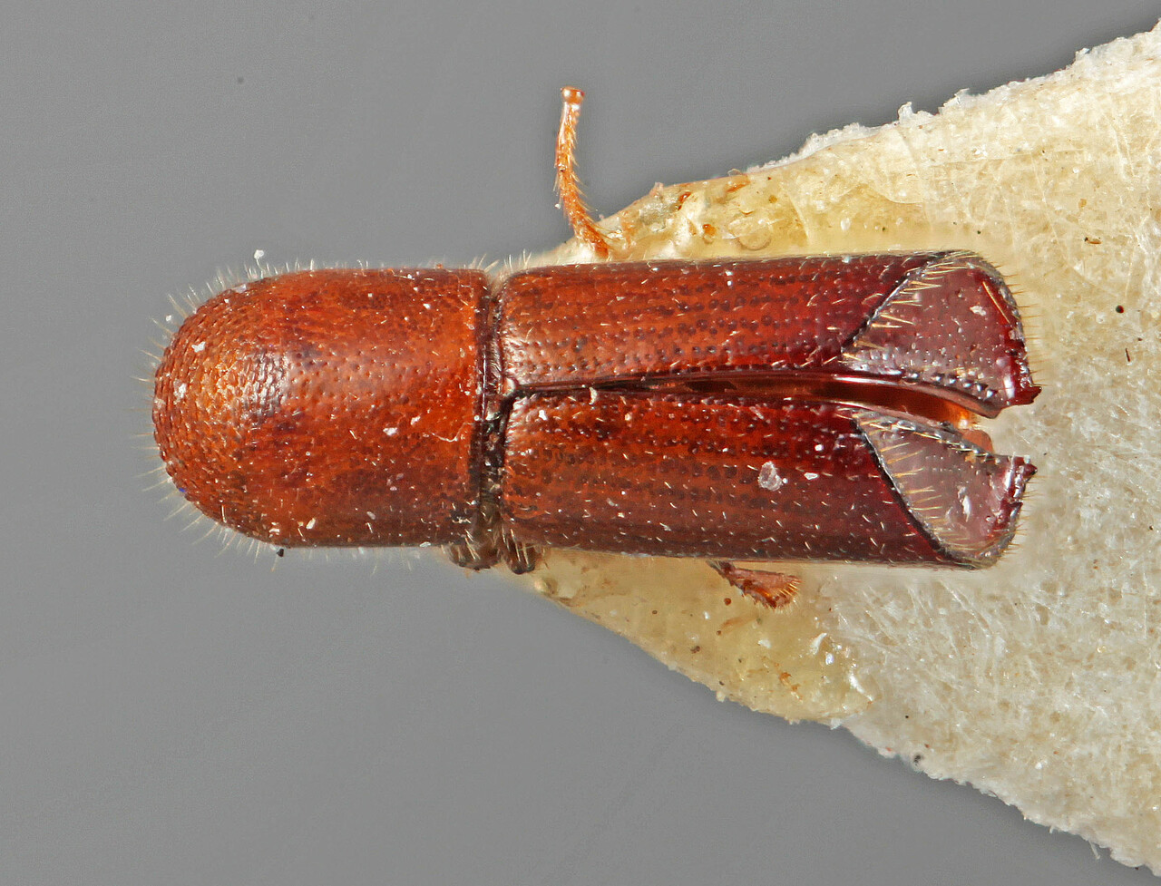 Genus / Species: Premnobius marginatus | Location: Gabon, Lac Zonanghe | Image Type: holotype | Collection: Naturhistorisches Museum Wien
