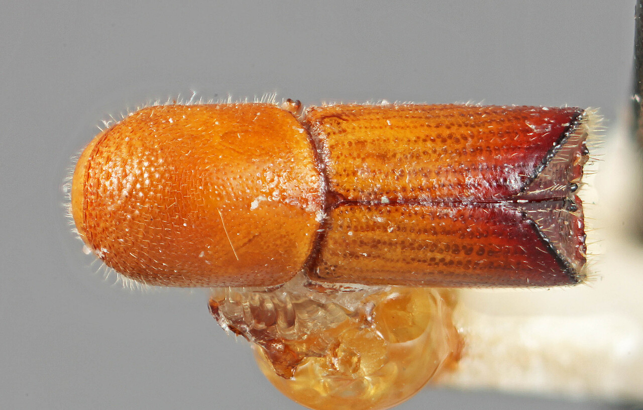 Genus / Species: Premnobius orientalis | Location: Tanzania, Usaramo | Image Type: holotype | Collection: Naturhistorisches Museum Wien