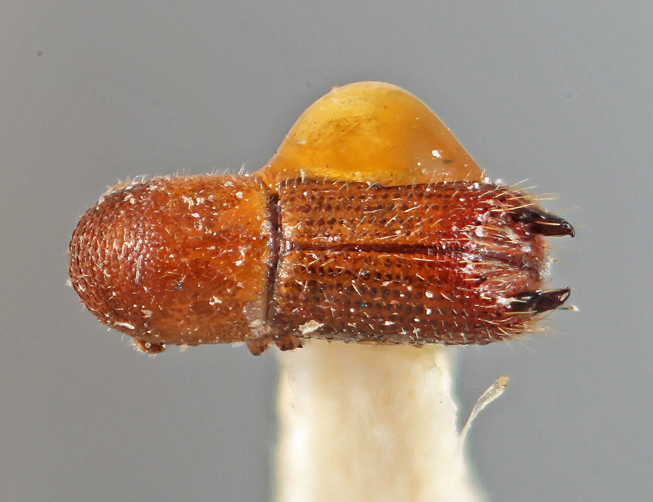 Genus / Species: Premnophilus quadrispinosus | Location: Republic of the Congo, Republic of the Congo (country / region) | Image Type: holotype | Collection: Naturhistorisches Museum Wien