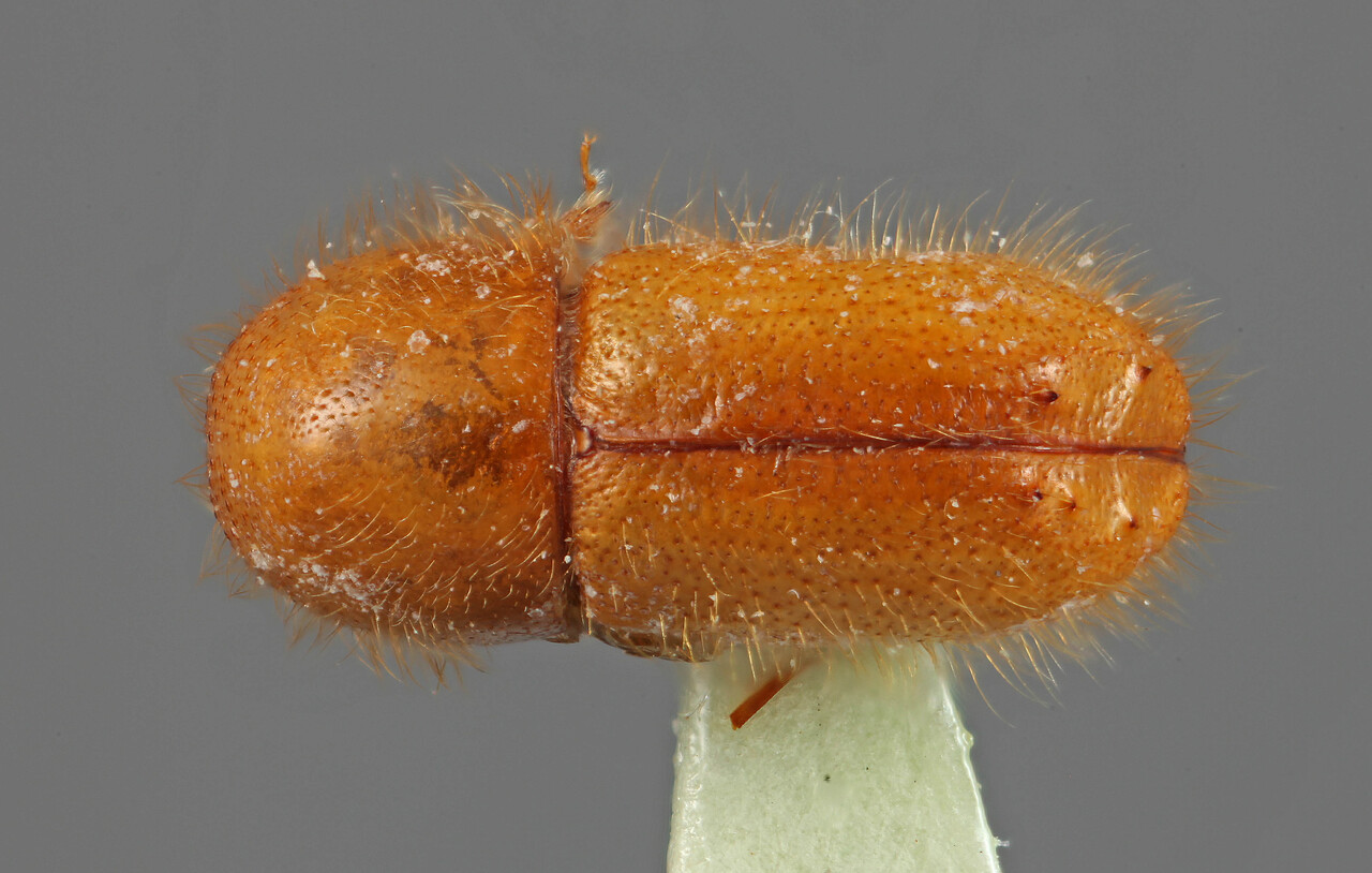 Genus / Species: Premnobius sexspinosus | Location: Nigeria, Olle | Collection: Naturhistorisches Museum Wien