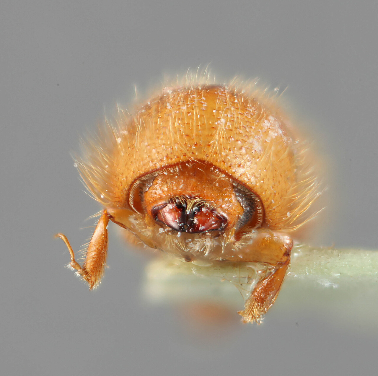 Genus / Species: <i>Premnobius sexspinosus</i> | Location: Nigeria, Olle | Collection: Naturhistorisches Museum Wien