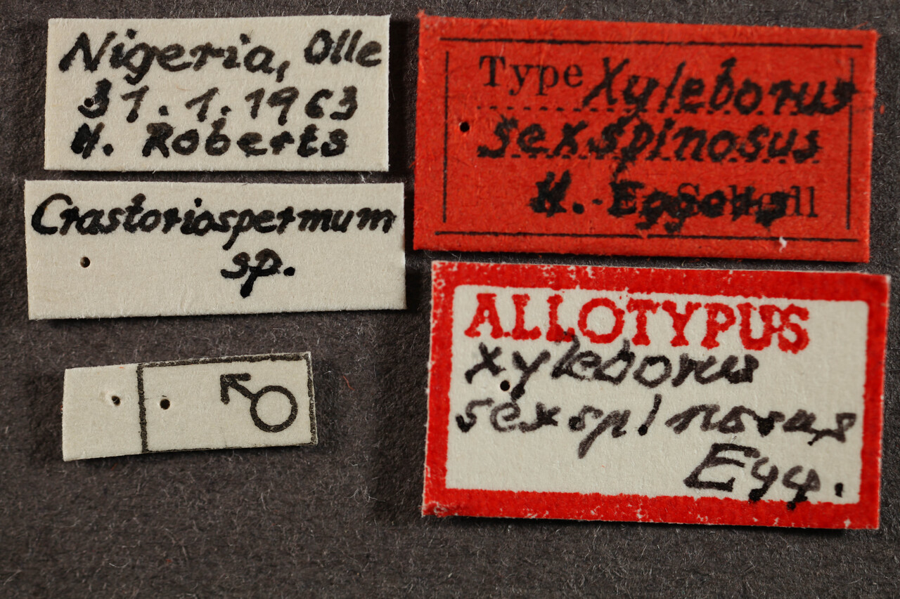 Genus / Species: <i>Premnobius sexspinosus</i> | Location: Nigeria, Olle | Collection: Naturhistorisches Museum Wien