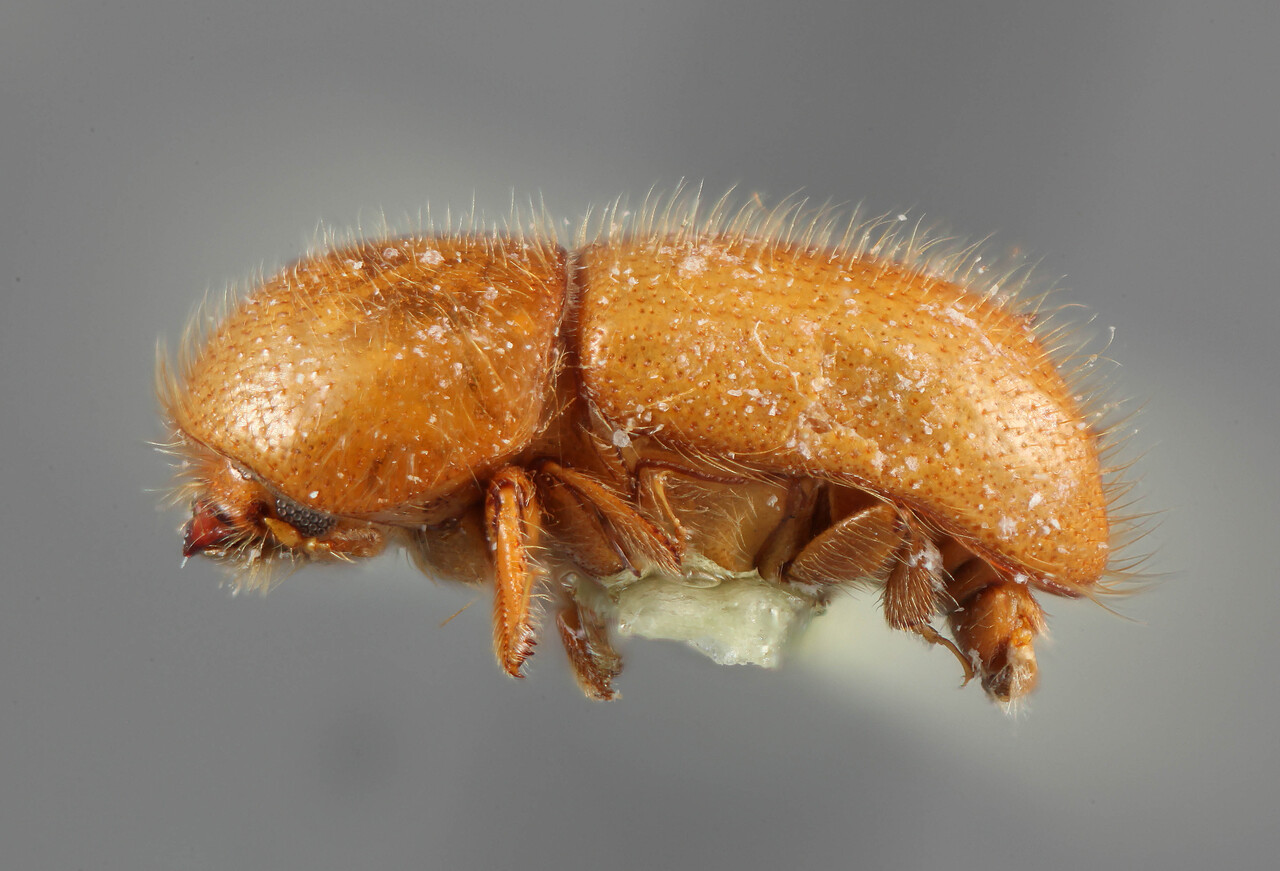 Genus / Species: <i>Premnobius sexspinosus</i> | Location: Nigeria, Olle | Collection: Naturhistorisches Museum Wien
