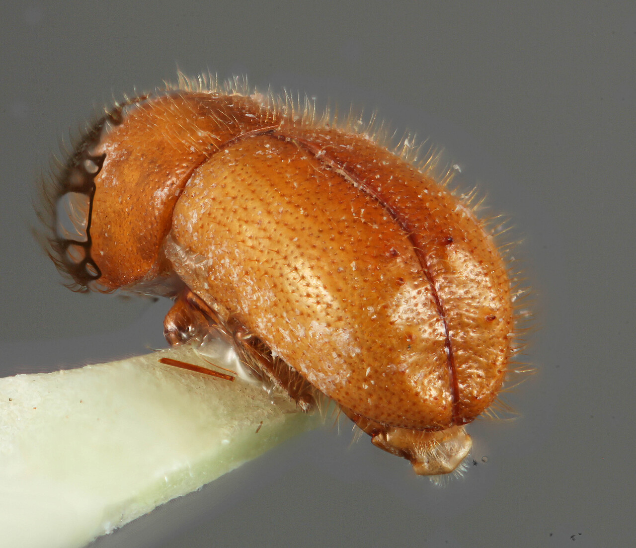 Genus / Species: <i>Premnobius sexspinosus</i> | Location: Nigeria, Olle | Collection: Naturhistorisches Museum Wien