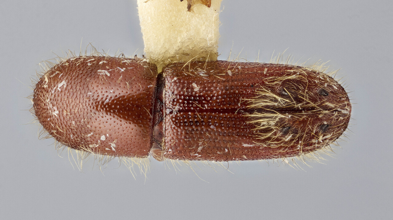 Genus / Species: Sampsonius alvarengai | Image Author: J Buffam | Location: Brazil, Mato Grosso, Vera | Image Type: holotype | Collection: Canadian National Collection of Insects, Arachnids and Nematodes