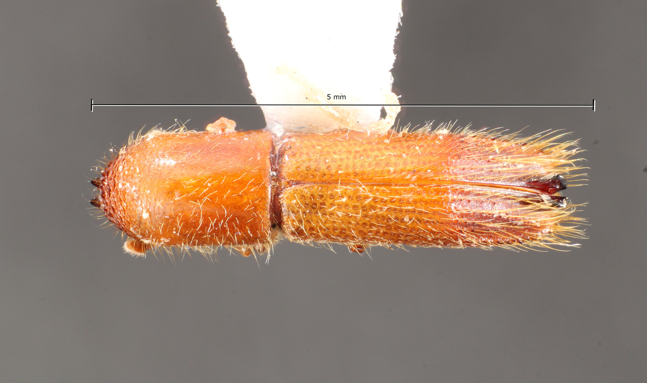 Genus / Species: Sampsonius kuaizi | Image Author: TH Atkinson | Location: Brazil, Amapá, Tartarugalzinho | Collection: Faculdade de Engenharia