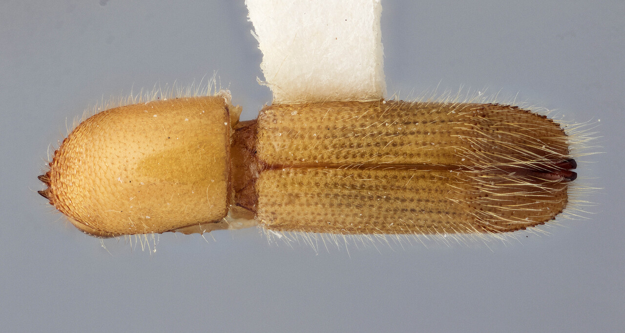 Genus / Species: Sampsonius mexicanus | Image Author: J Buffam | Location: México, Veracruz, Sontecomapan, 10 mi NW | Image Type: holotype | Collection: Canadian National Collection of Insects, Arachnids and Nematodes