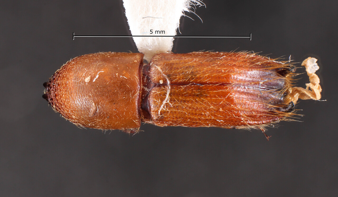 Genus / Species: Sampsonius militaris | Image Author: TH Atkinson | Location: Brazil, Amazonas, Manaus | Image Type: holotype | Collection: Faculdade de Engenharia