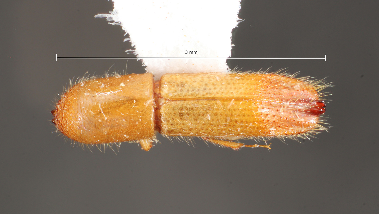 Genus / Species: Sampsonius prolongatus | Image Author: TH Atkinson | Location: Brazil, Amapá, Tartarugalzinho | Collection: Faculdade de Engenharia
