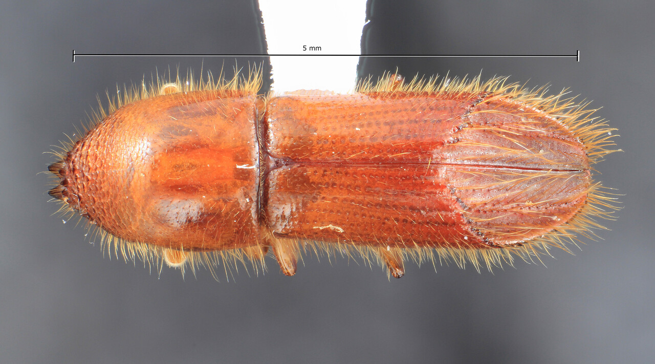 Genus / Species: Sampsonius reticulatus | Image Author: TH Atkinson | Location: México, Veracruz, Lázaro Cárdenas | Collection: University of Texas Insect Collection