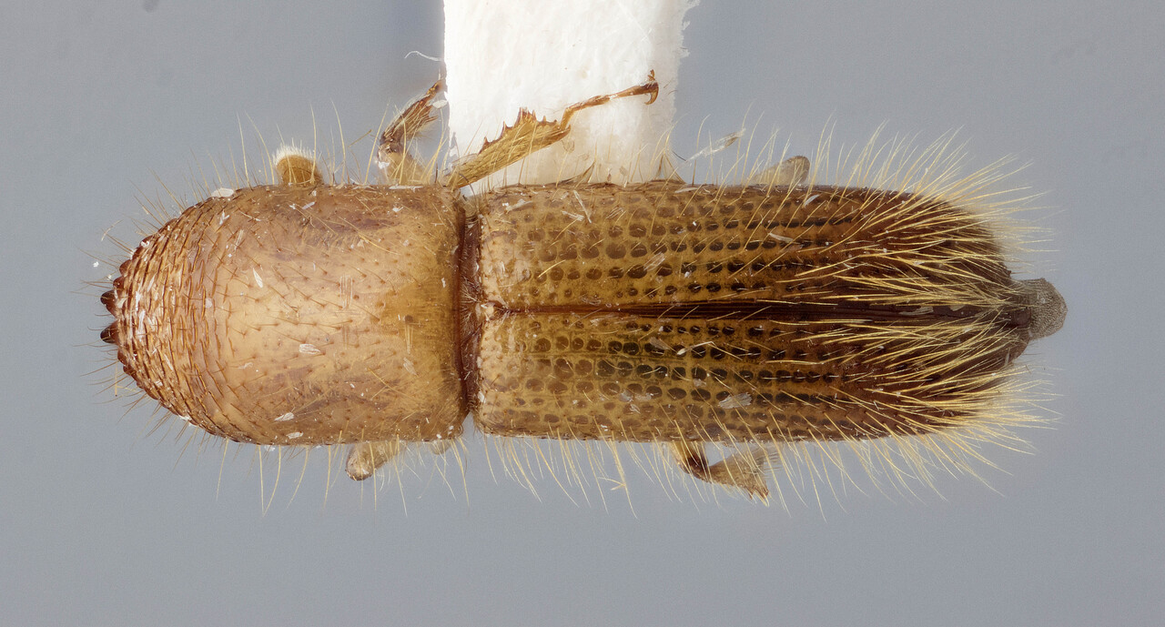 Genus / Species: Sampsonius sulcatus | Image Author: J Buffam | Location: Trinidad and Tobago, Trinidad, Morne Bleu | Image Type: holotype | Collection: Canadian National Collection of Insects, Arachnids and Nematodes