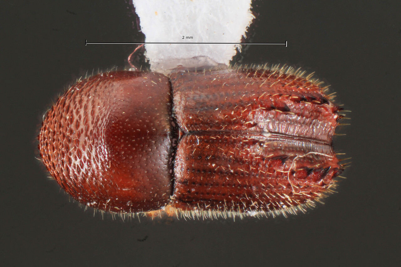 Genus / Species: Taurodemus flavipes | Image Author: TH Atkinson | Location: Brazil, São Paulo, Jardinópolis | Collection: Faculdade de Engenharia