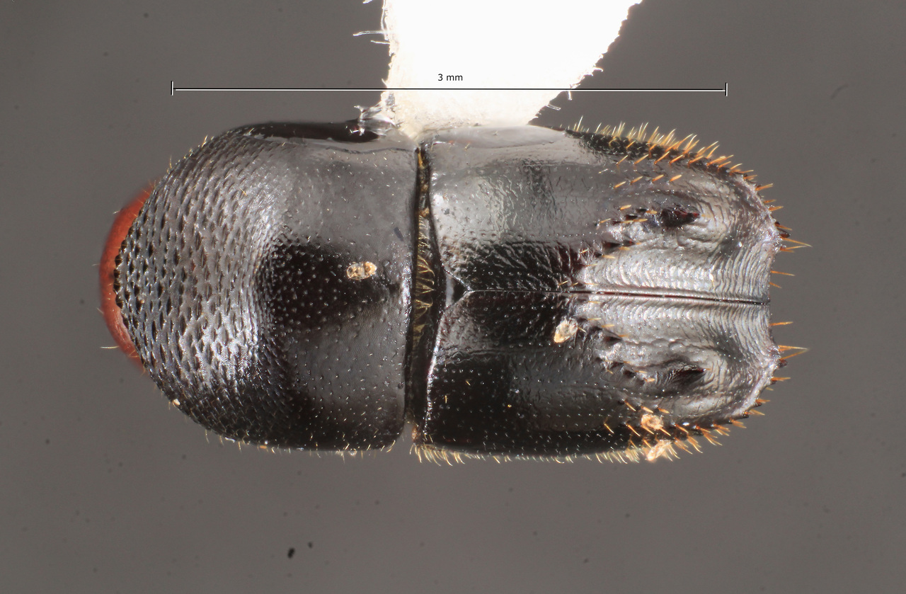 Genus / Species: Taurodemus sharpi | Image Author: TH Atkinson | Location: México, Veracruz, Vereda Linneo | Collection: University of Texas Insect Collection