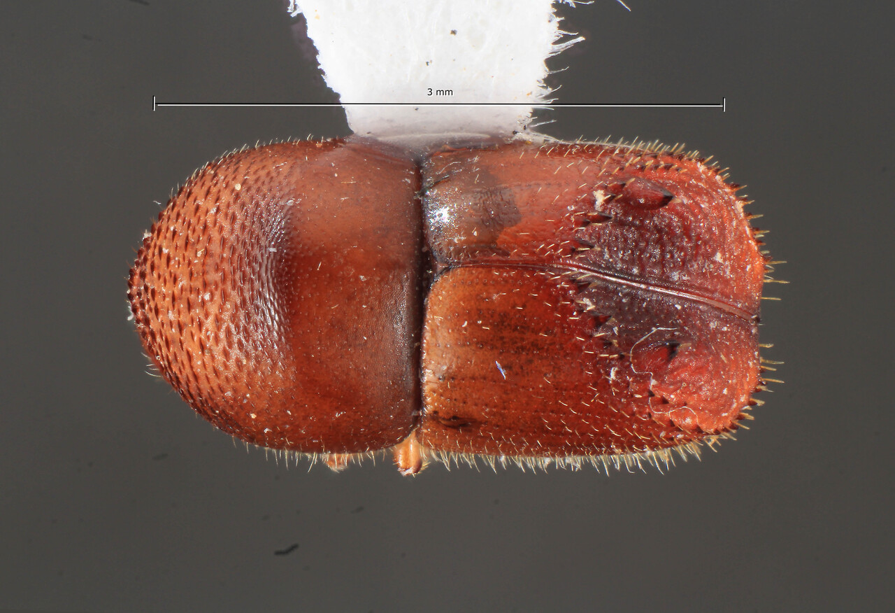 Genus / Species: Taurodemus varians | Image Author: TH Atkinson | Location: Brazil, Pernambuco, Mata Brennard | Collection: Faculdade de Engenharia