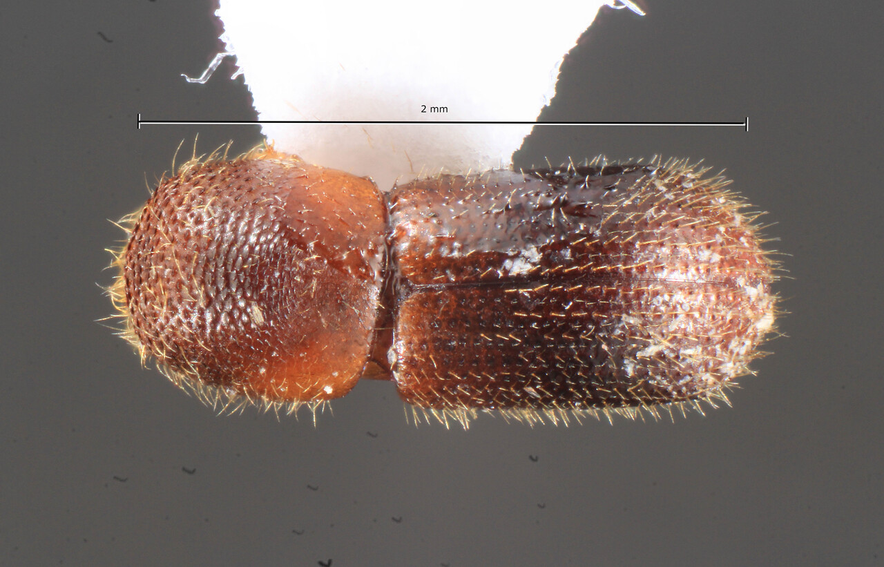 Genus / Species: Coptoborus pristis | Image Author: TH Atkinson | Location: Costa Rica, Puntarenas, Chacarta | Collection: Museum für Naturkunde