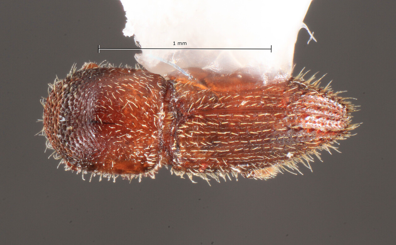 Genus / Species: Xyleborinus andrewesi | Image Author: TH Atkinson | Location: United States, Florida, Lake June | Collection: University of Texas Insect Collection