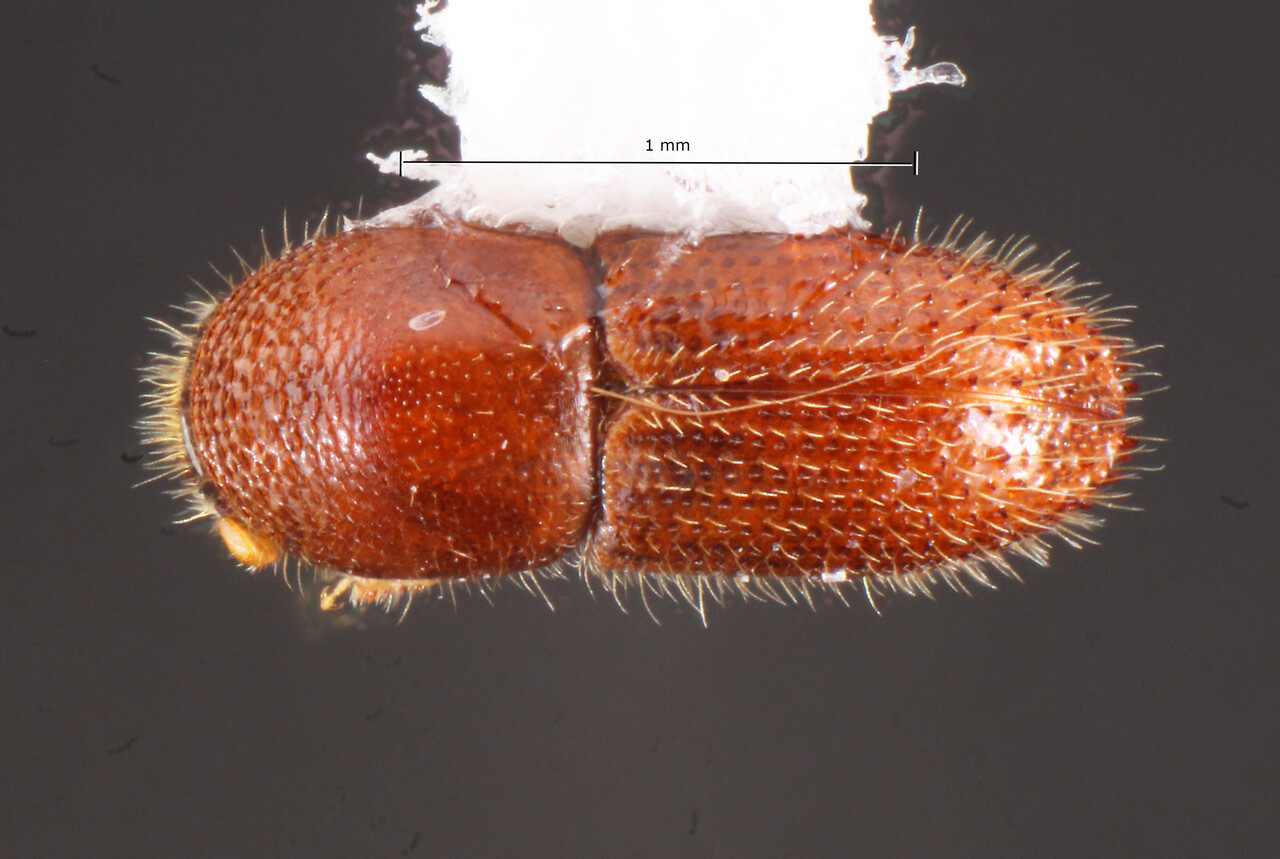 Genus / Species: Xyleborinus exiguus | Location: Panamá, Panamá, Barro Colorado Isl. | Collection: University of Texas Insect Collection