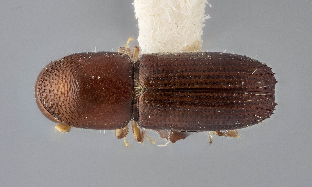 Genus / Species: Xyleborinus saxesenii | Image Author: J Buffam | Location: United States, Oregon, Oakridge | Image Type: holotype | Collection: Canadian National Collection of Insects, Arachnids and Nematodes