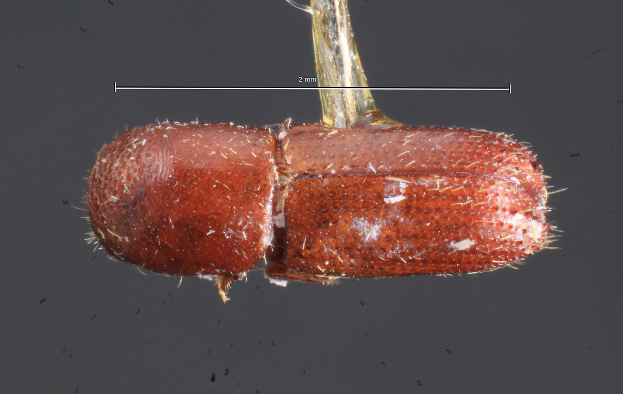 Genus / Species: Xyleborinus linearicollis | Image Author: TH Atkinson | Location: Argentina, Tucumán, Alpachiri | Collection: Instituto Fundación Miguel Lillo