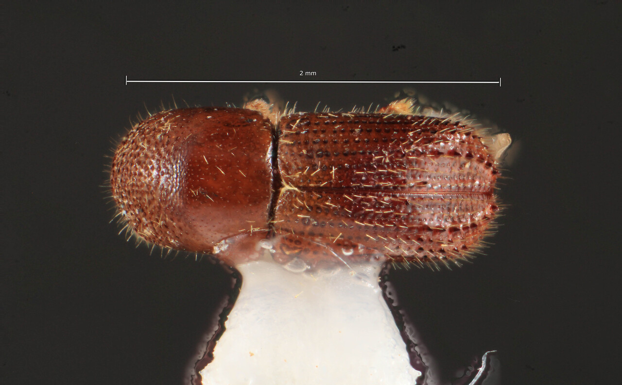Genus / Species: Xyleborinus reconditus | Image Author: TH Atkinson | Location: Brazil, Amazonas, Manaus | Collection: Faculdade de Engenharia