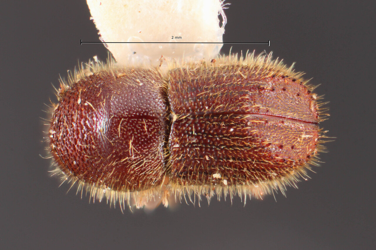 Genus / Species: Xyleborinus saginatus | Image Author: TH Atkinson | Location: Brazil, São Paulo, Botucatu | Image Type: holotype | Collection: Faculdade de Engenharia