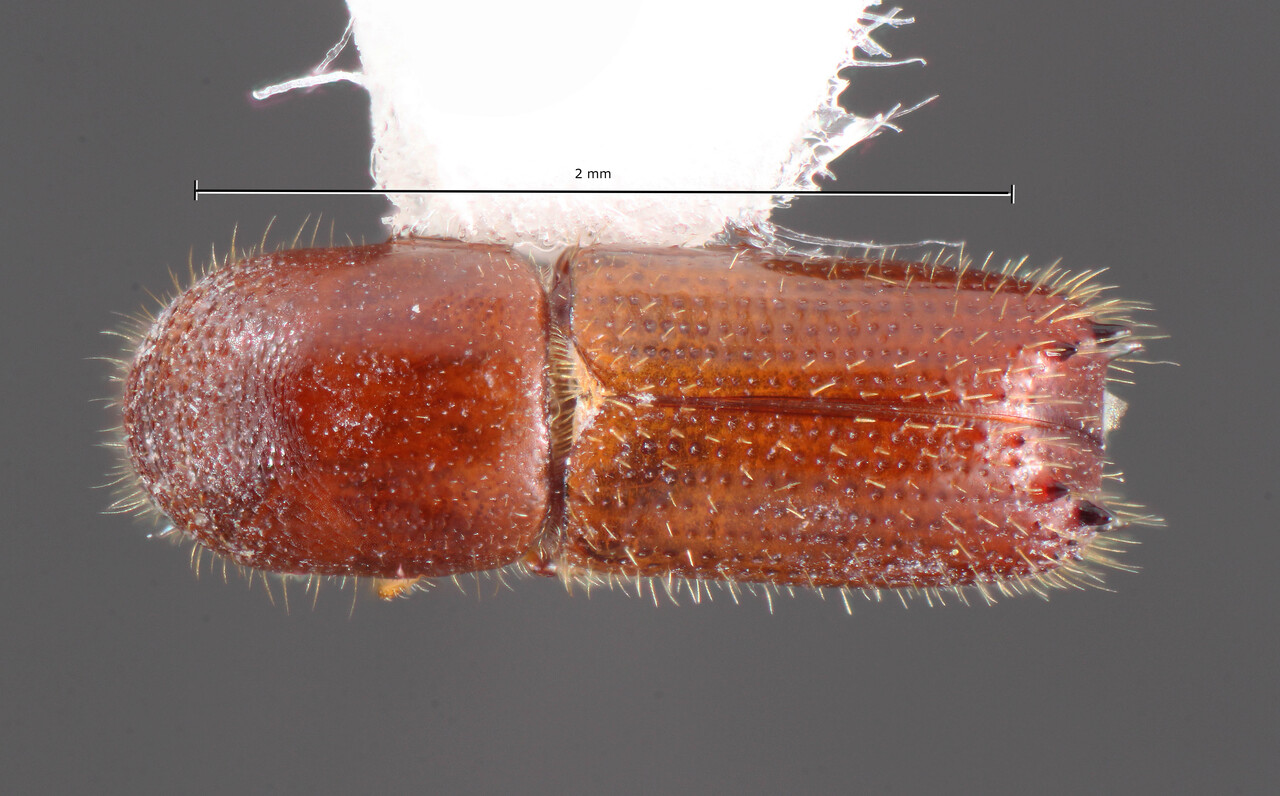 Genus / Species: Xyleborinus sentosus | Image Author: TH Atkinson | Location: Argentina, Tucumán, Sauce Huacho | Collection: University of Texas Insect Collection
