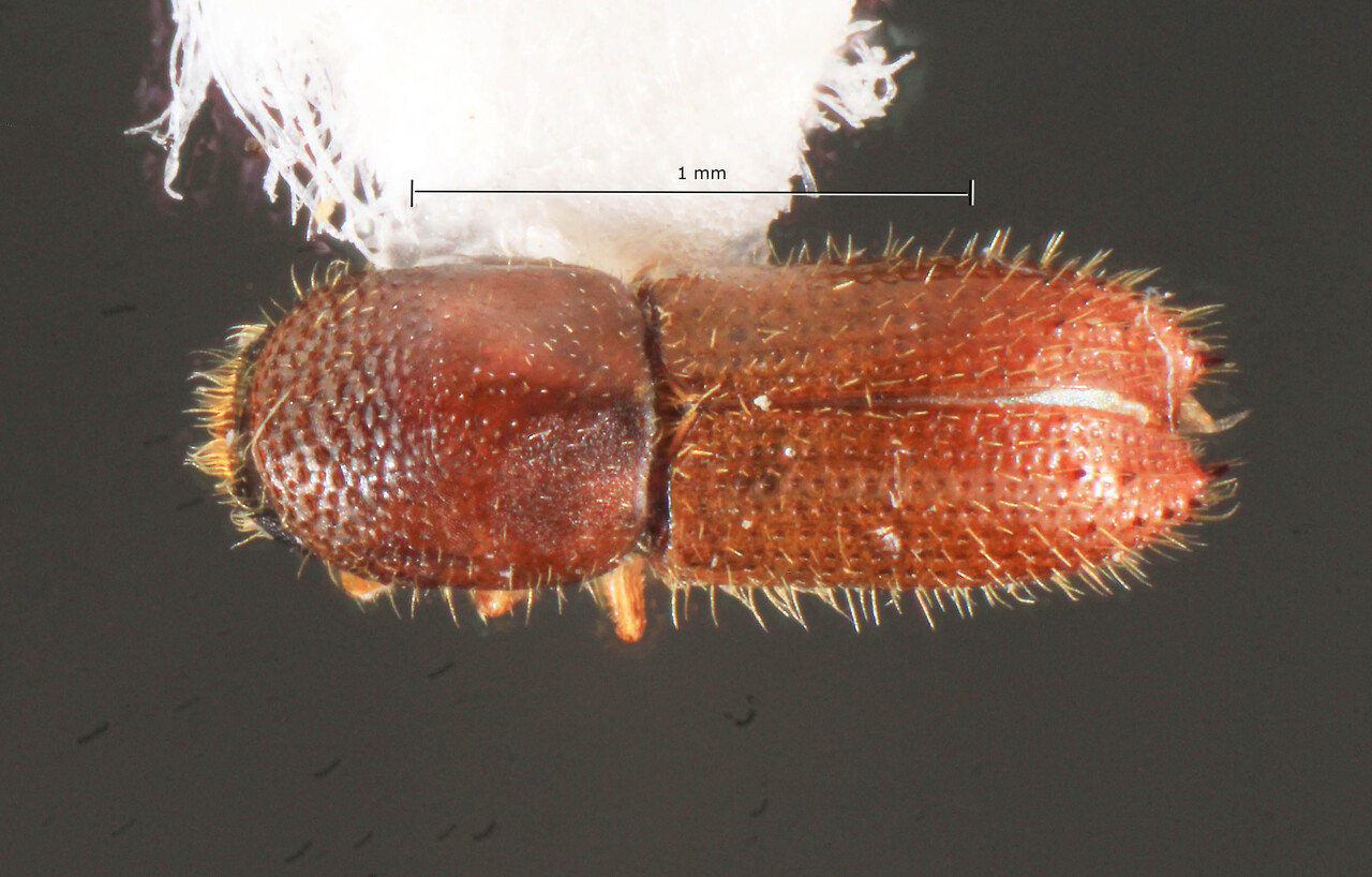 Genus / Species: Xyleborinus spiniger | Image Author: TH Atkinson | Location: Brazil, Minas Gerais, Roque de Minas | Collection: Faculdade de Engenharia