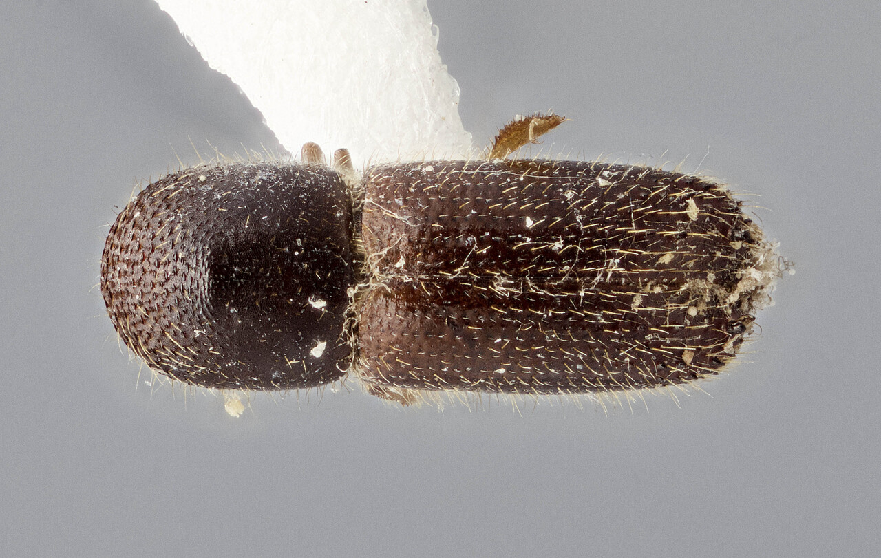 Genus / Species: Xyleborinus tribuloides | Image Author: J Buffam | Location: México, Oaxaca, Valle Nacional, 15 mi S | Image Type: holotype | Collection: Canadian National Collection of Insects, Arachnids and Nematodes