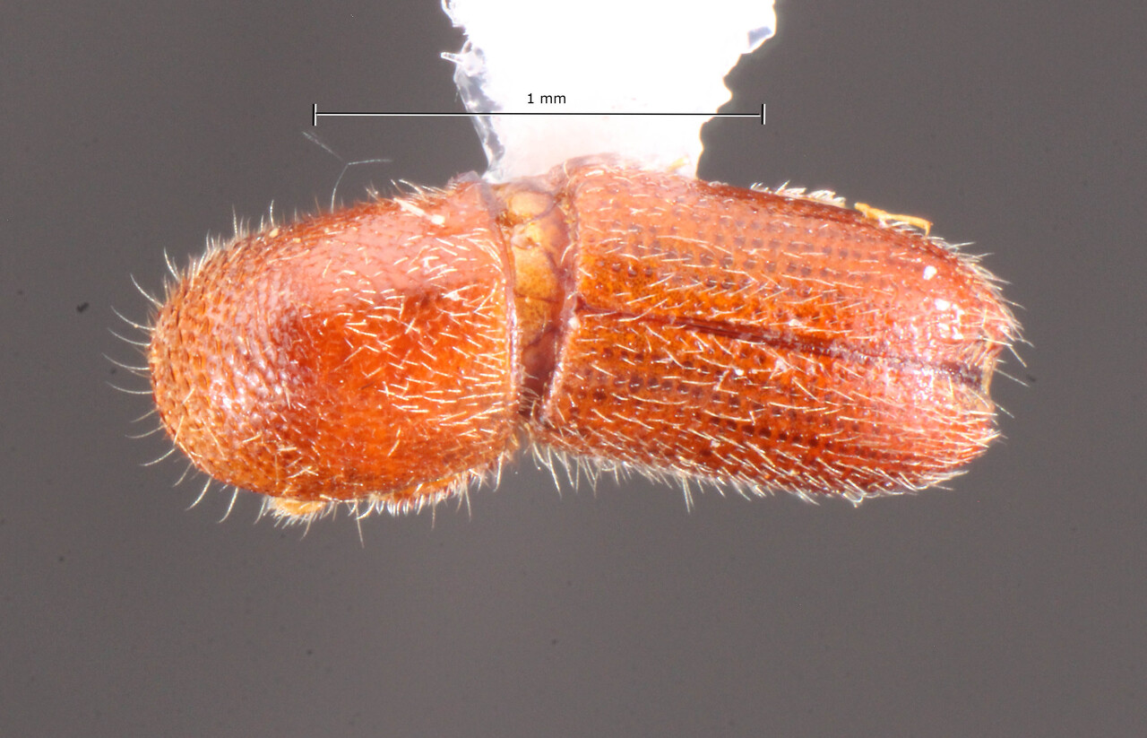 Genus / Species: Premnophilus bertii | Image Author: TH Atkinson | Location: Brazil, Amazonas, São Sebastião do Uatumã | Collection: Faculdade de Engenharia