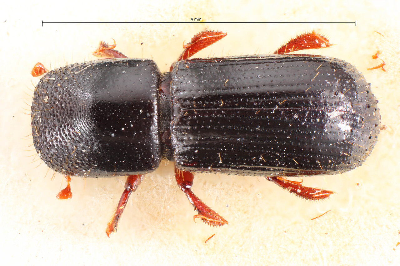 Genus / Species: Xyleborus adelographus | Image Author: TH Atkinson | Location: Brazil, Rio de Janeiro, Rio de Janeiro | Image Type: holotype | Collection: Naturhistorisches Museum Wien