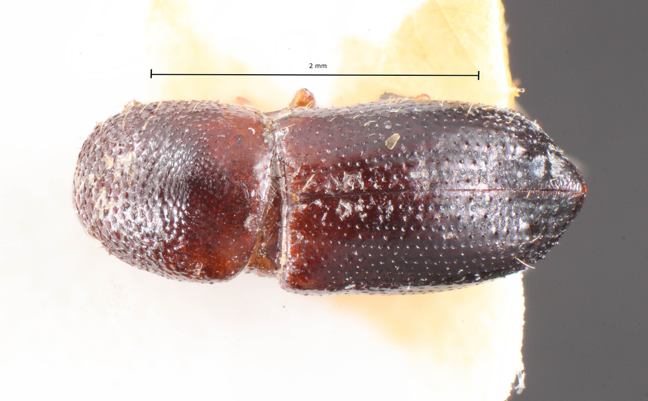 Genus / Species: Xyleborus acuminatus | Image Author: TH Atkinson | Location: Suriname, Paramaribo | Image Type: holotype | Collection: Naturhistorisches Museum Wien