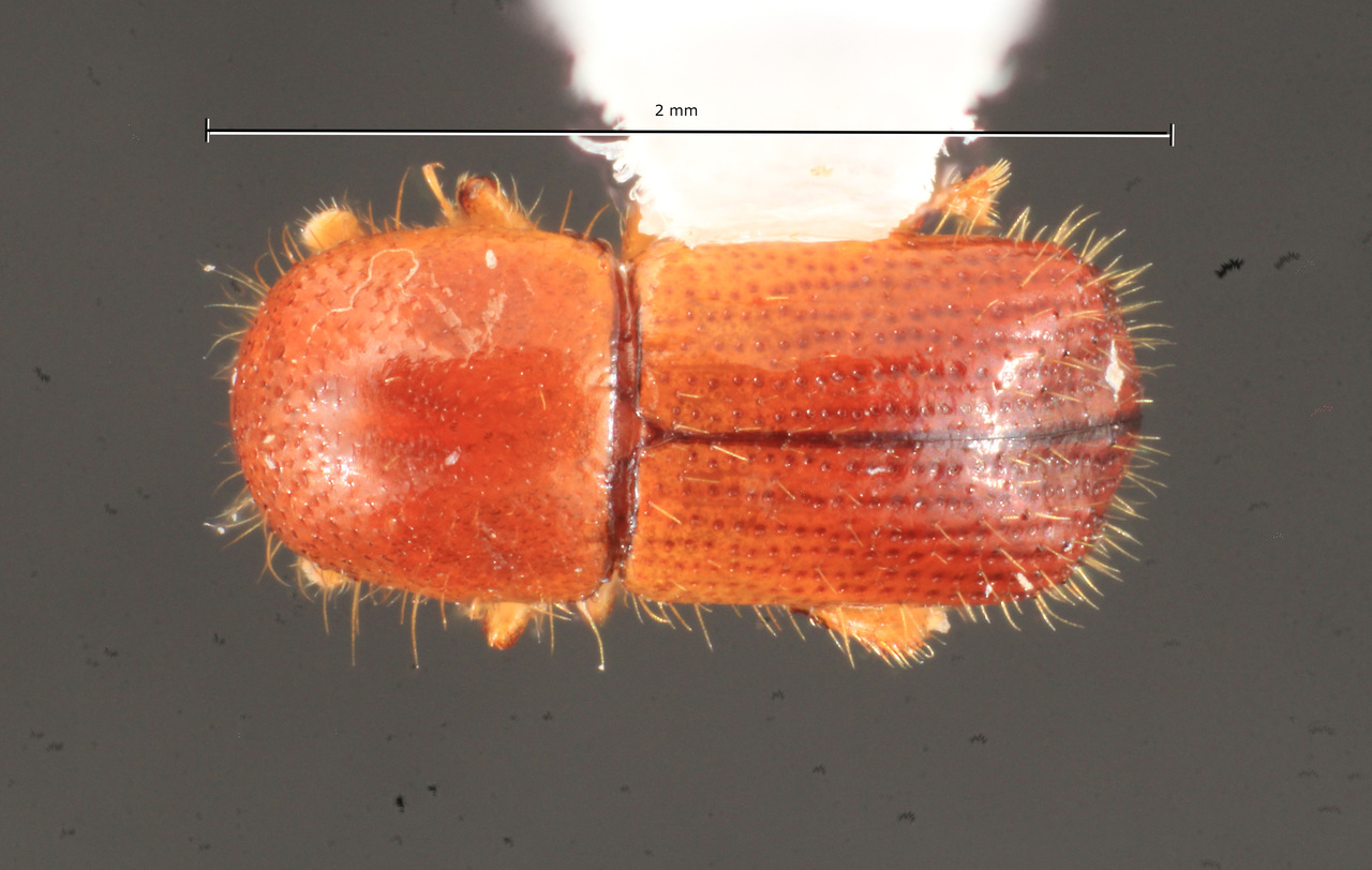 Genus / Species: Xyleborus affinis | Image Author: TH Atkinson | Location: México, Chiapas, Metzabok | Collection: T.H. Atkinson, synoptic collection