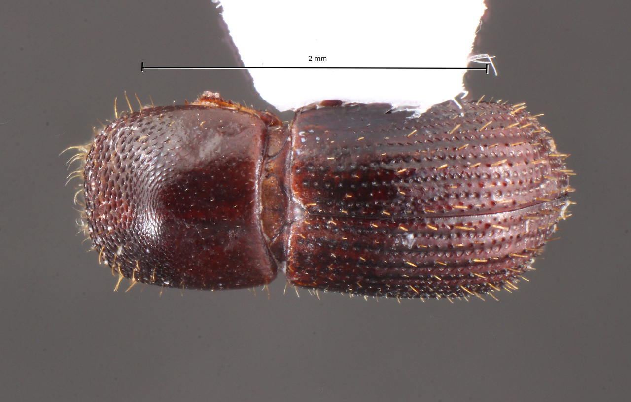 Genus / Species: Xyleborus asper | Image Author: TH Atkinson | Location: Fr. Guiana, Nourages Saut-Pararé | Collection: University of Texas Insect Collection