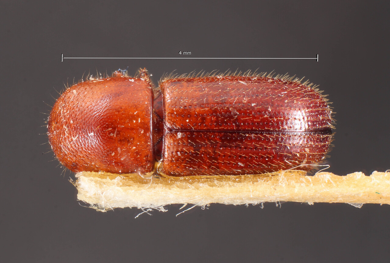 Genus / Species: Xyleborus associatus | Image Author: TH Atkinson | Location: Brazil, unknown, Brazil (country / region) | Image Type: holotype | Collection: Naturhistorisches Museum Wien