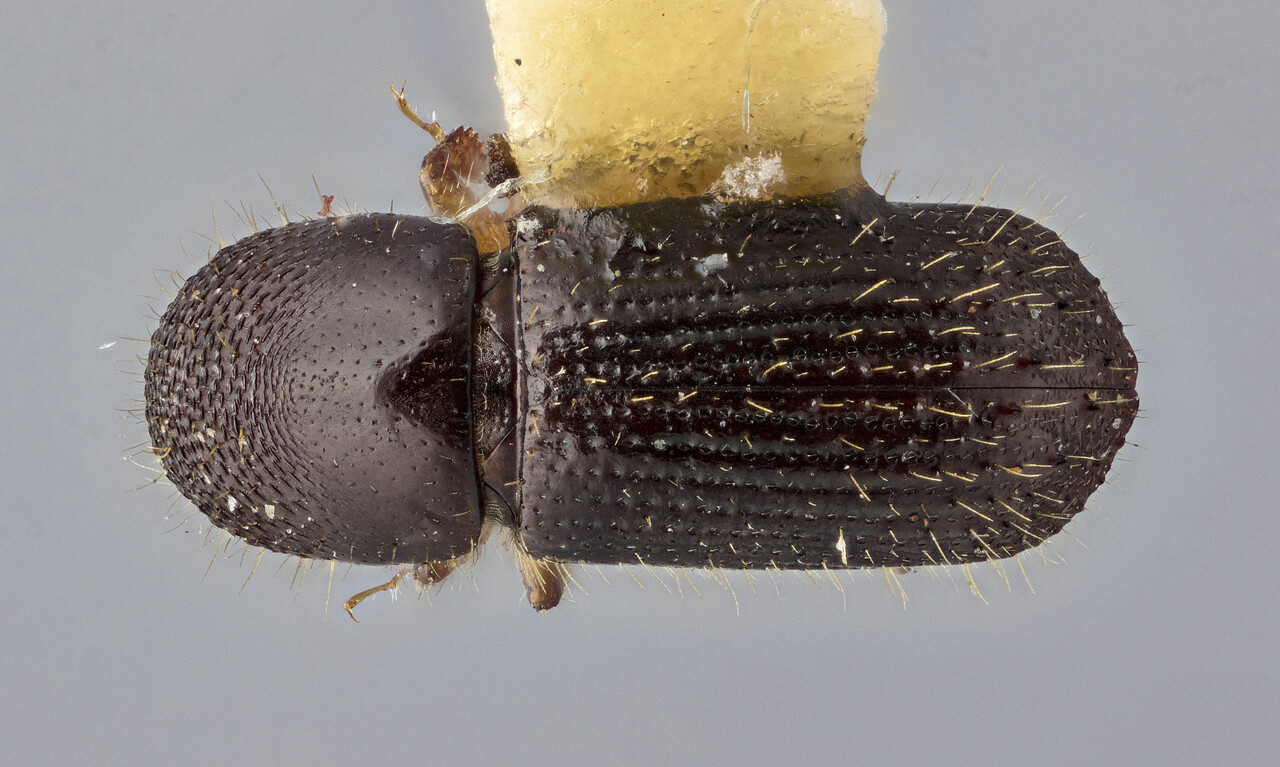 Genus / Species: Euwallacea beckeri | Image Author: J Buffam | Location: Jamaica, Hardwar Gap | Image Type: holotype | Collection: Canadian National Collection of Insects, Arachnids and Nematodes